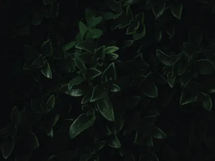 Cover image for My Minimalist Supplementation Stack based on Personal Research